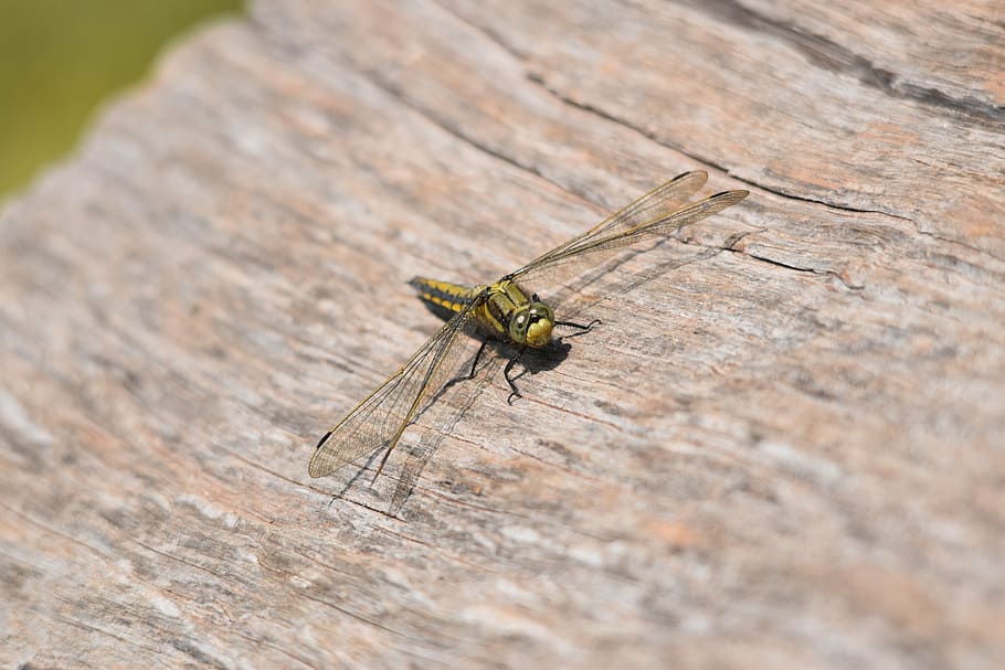 hairy, dragonfly, possibly, invertebrate, insect, animal themes HD wallpaper