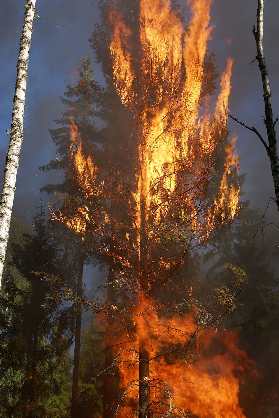 burning for conservation, fire, båtfors, smoke, sweden, ash HD wallpaper