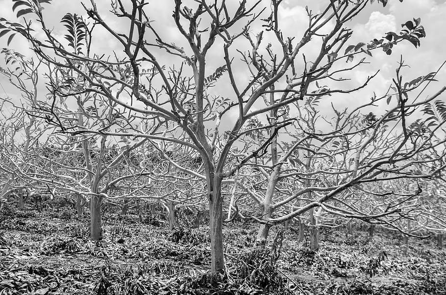 tree, natural, nice, white, forest, plant, bare tree, branch HD wallpaper