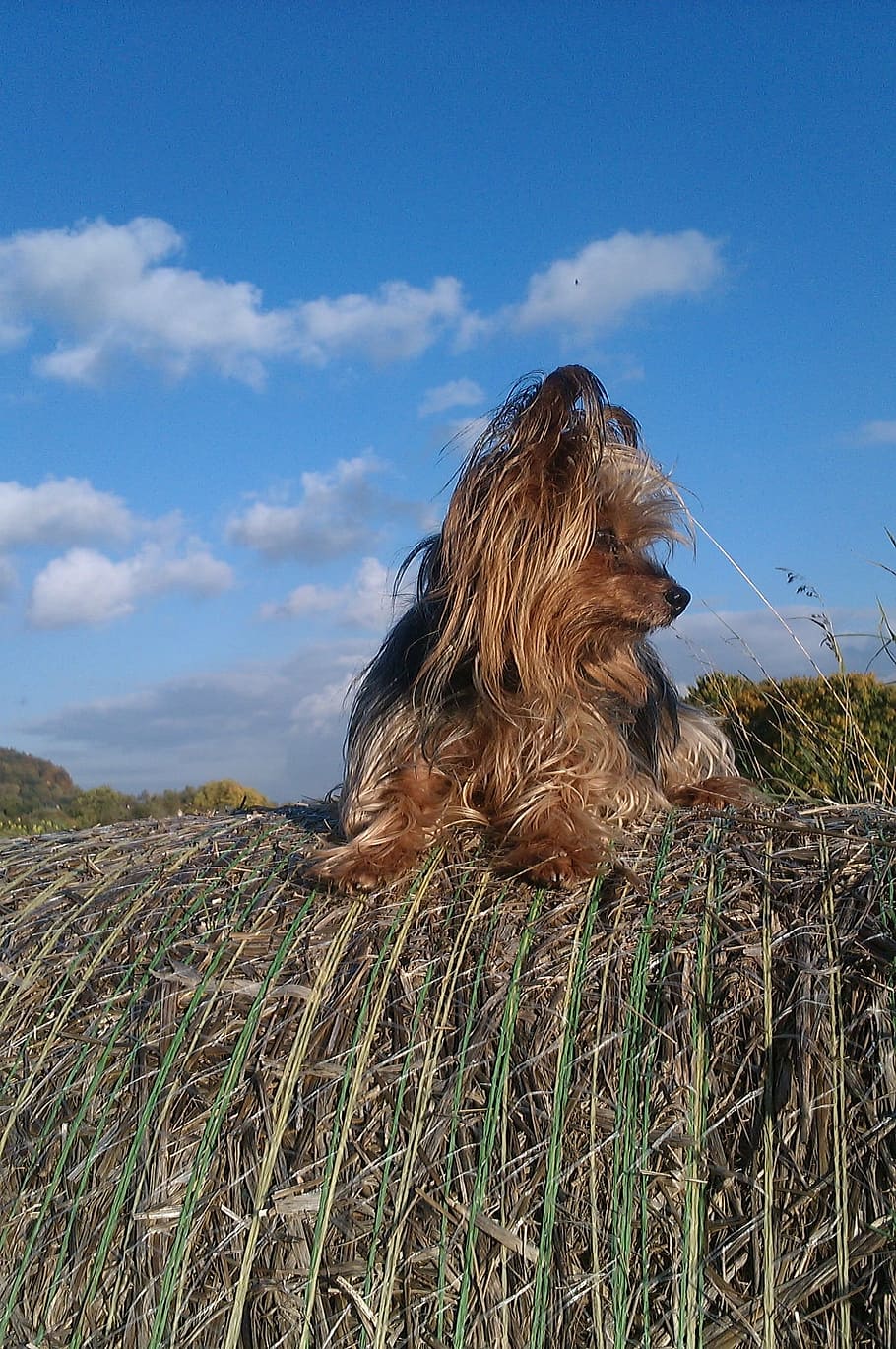 dog, yorkie, clouds, sky, domestic, canine, pets, domestic animals HD wallpaper