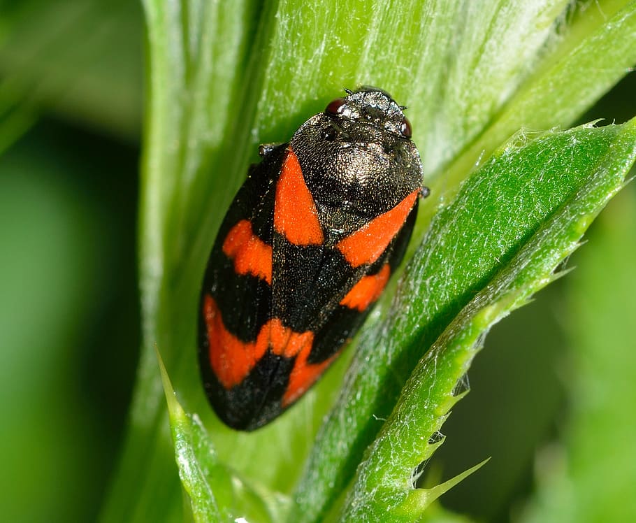 insects, hemiptera, cercopis, vulnerata, nature, animal, close-up HD wallpaper