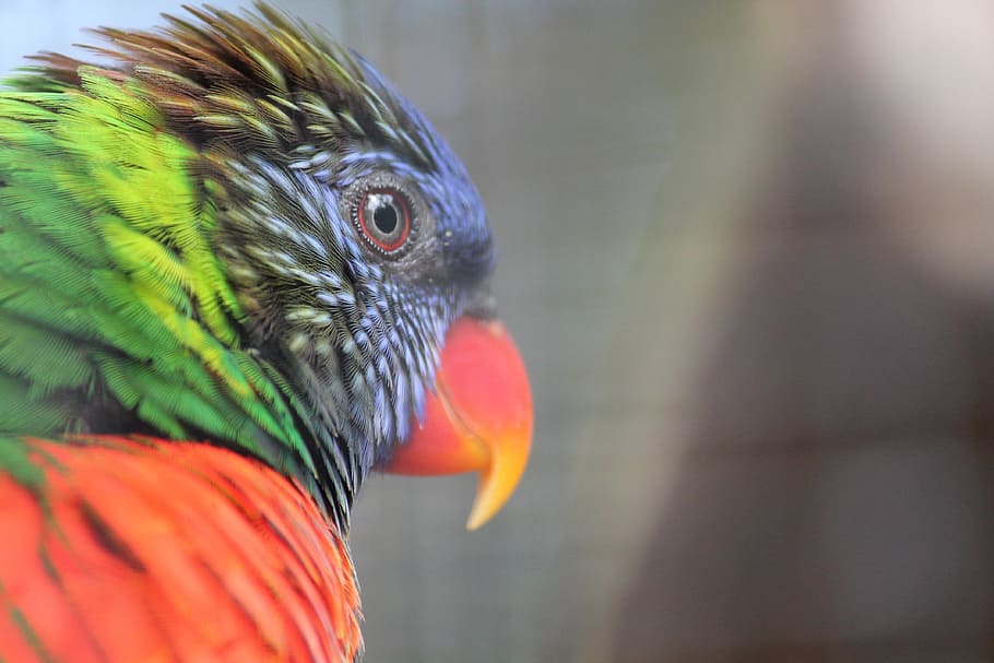 lori, bird, parrot, loropark, tenerife, red, green, blue, animal themes HD wallpaper