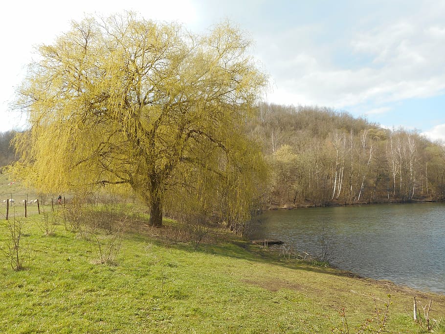 nature, trees, landscape, park, forest, river, water, more HD wallpaper