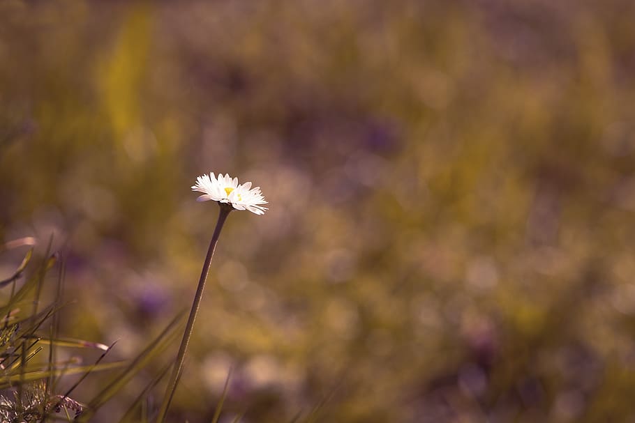 daisy, flower, pointed flower, individually, nature, meadow HD wallpaper