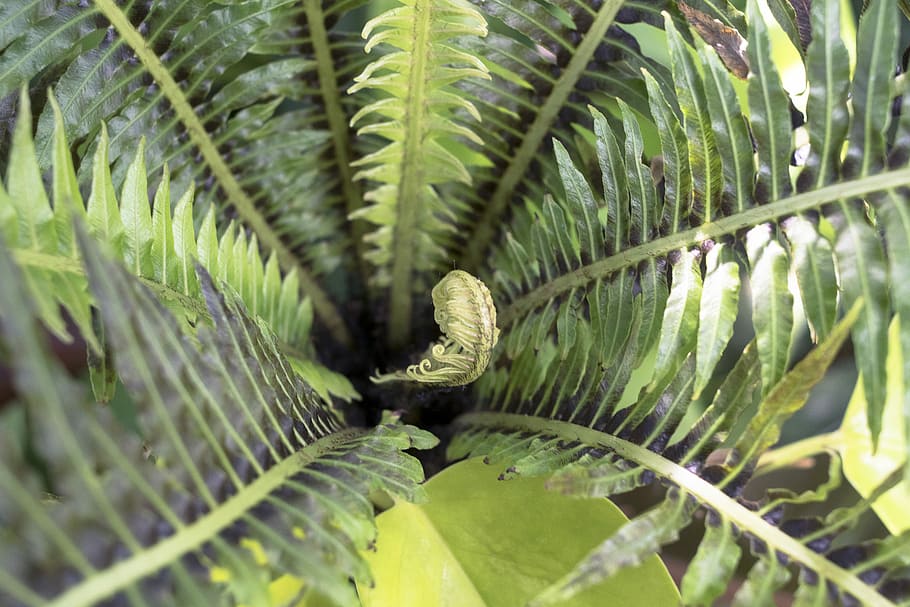 flora, nature, leaf, tropical, frond, fern, growth, garden HD wallpaper