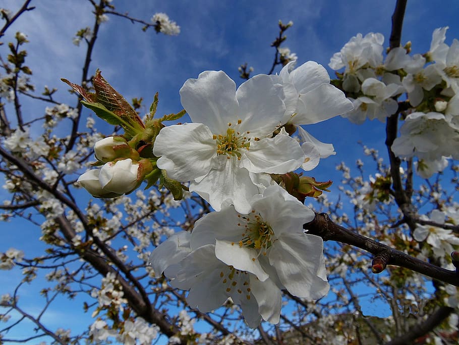 fror, cherry, cherry blossom, flowers, tree, beauty, outbreak HD wallpaper