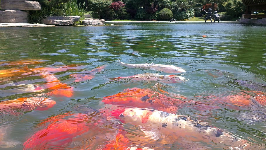 goldfish, swim, pond, water, lake, day, no people, nature, group of animals HD wallpaper