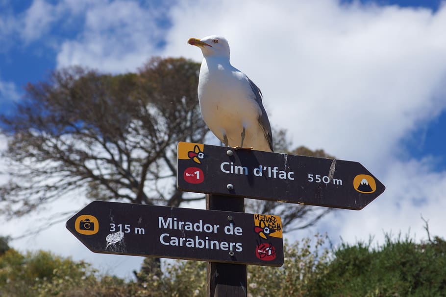 seagull, shield, away, directory, bird, communication, text HD wallpaper