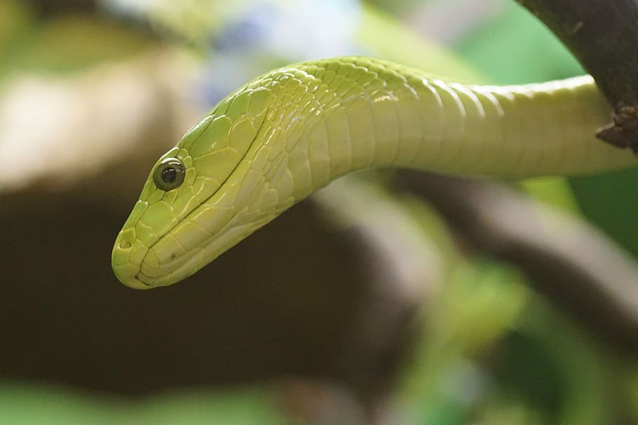Mamba, Toxic, Dangerous, one animal, close-up, animal wildlife HD wallpaper