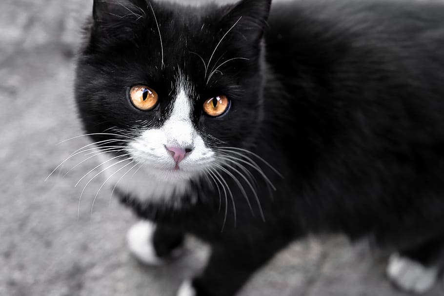 cat, eyes, view, black, fluffy cat, closeup, cat's eye, beautiful cat HD wallpaper
