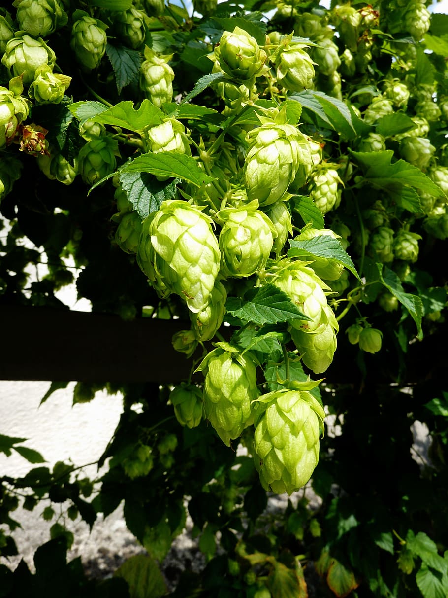 hops, beer, umbel, brew, hopfendolde, hops fruits, hallertau, HD wallpaper