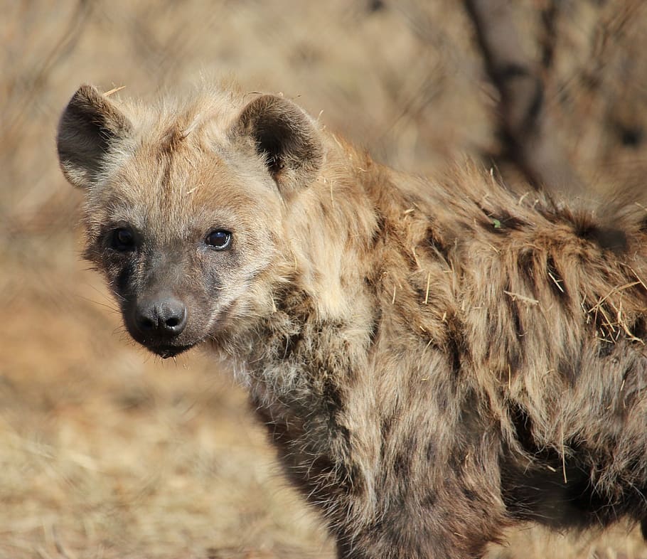 spotted hyena, predator, wildlife, nature, safari, carnivore, HD wallpaper