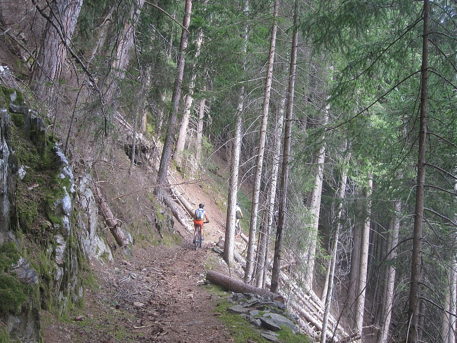 forest, abyss, tree, mountains, away, trail, exit, land, plant HD wallpaper