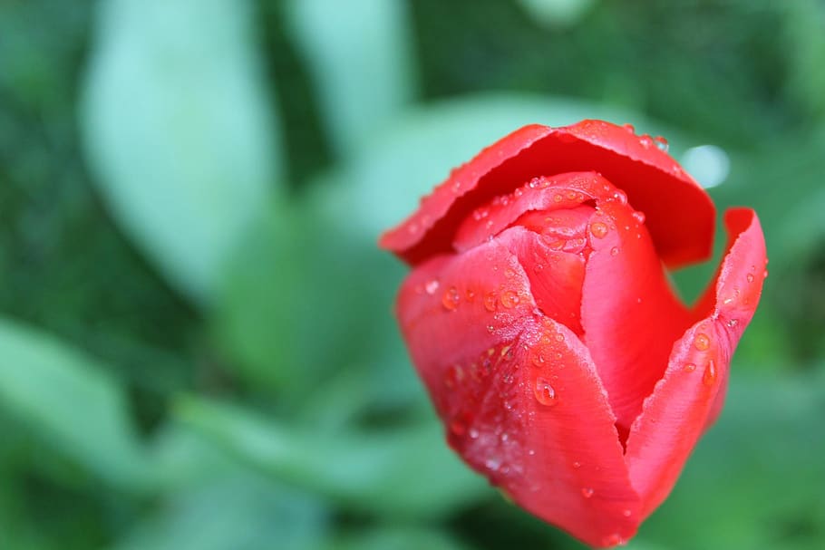 red, flower, nature, plant, flowering plant, freshness, close-up HD wallpaper