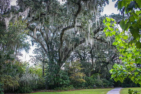 HD wallpaper: united states, selma, graveyard, spanish moss, southern ...