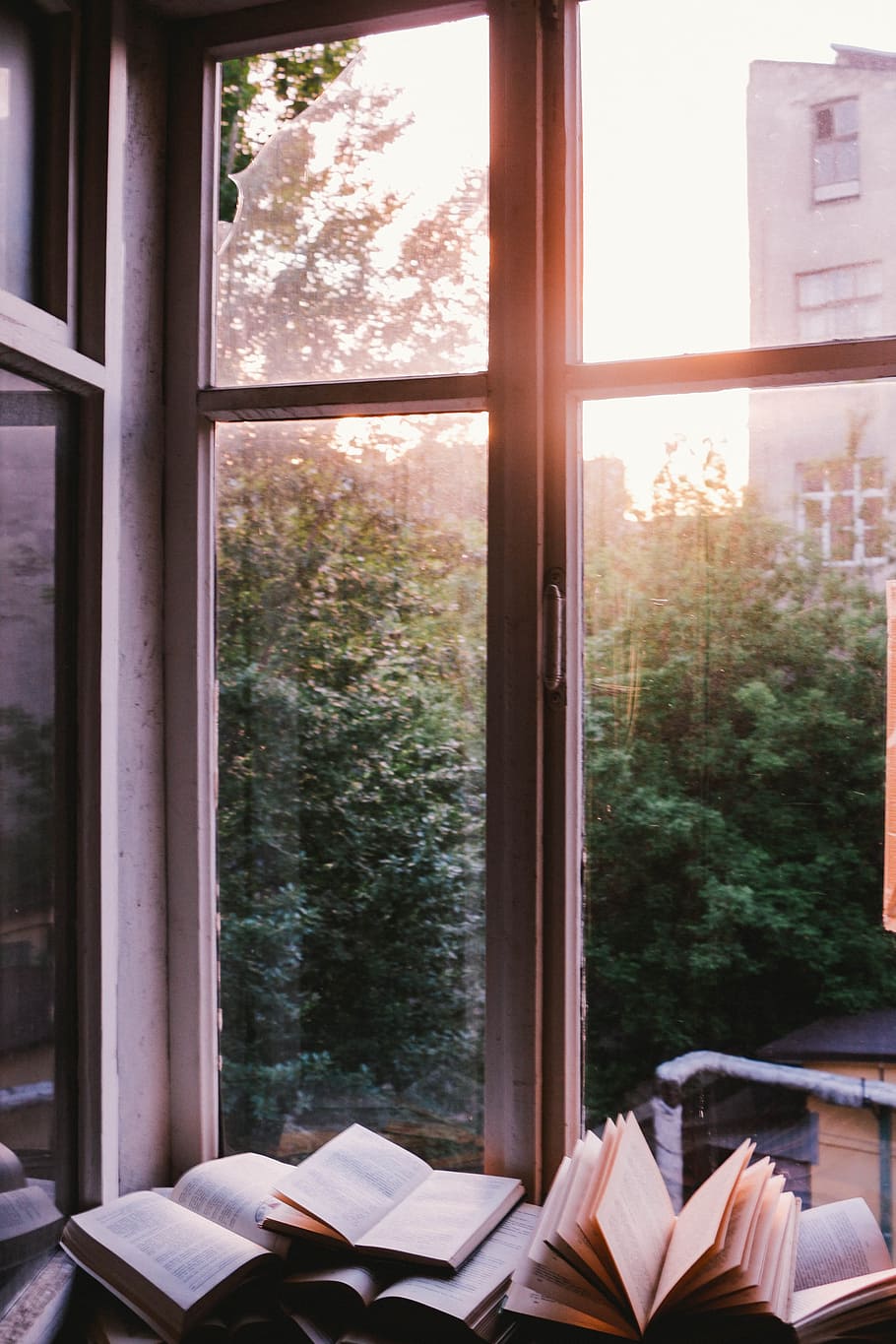 window, glass, shield, books, knowledge, tree, plant, transparent HD wallpaper