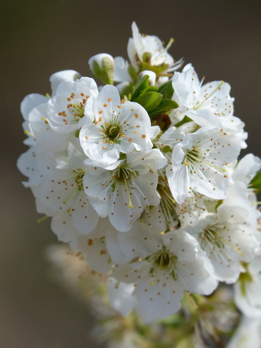 flowery branch, fruit tree, spring, nature, cherry, plant, flowering plant HD wallpaper
