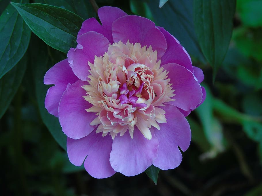 peony, pink, flower, flowering plant, beauty in nature, freshness HD wallpaper