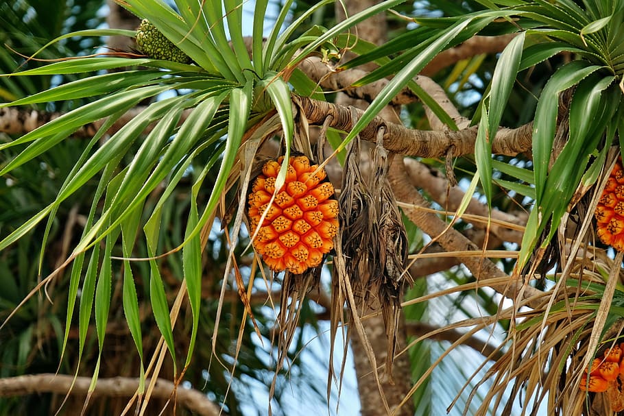 Fruit, Pandanus, Tree, Nature, Orange, pandan roofing, exotic HD wallpaper