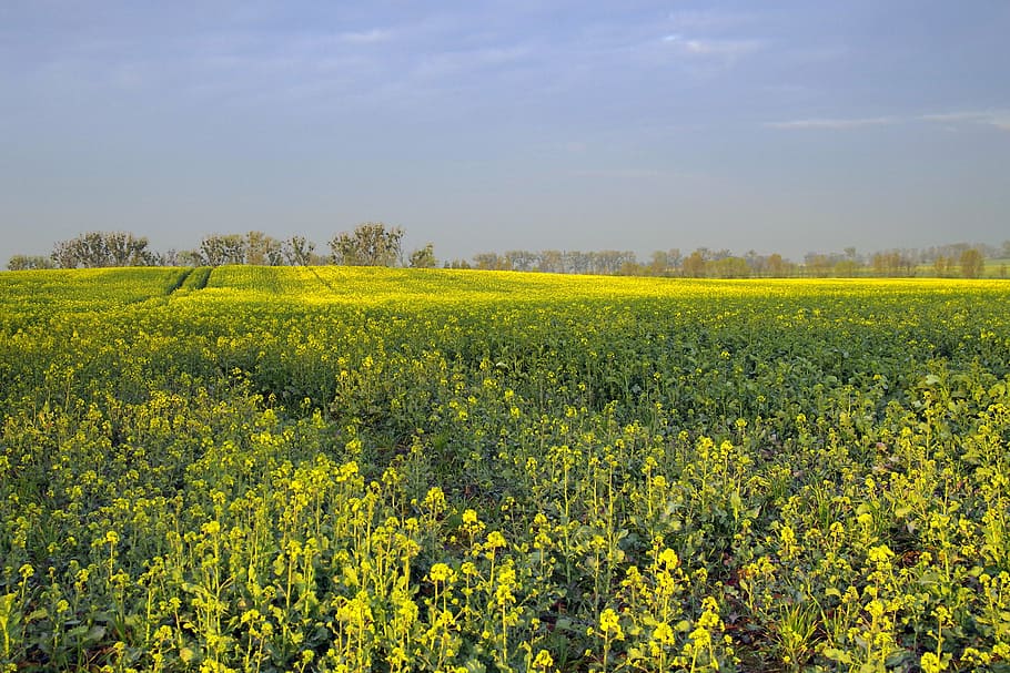 rapeseed, field, agriculture, yellow, flowers, the cultivation of HD wallpaper