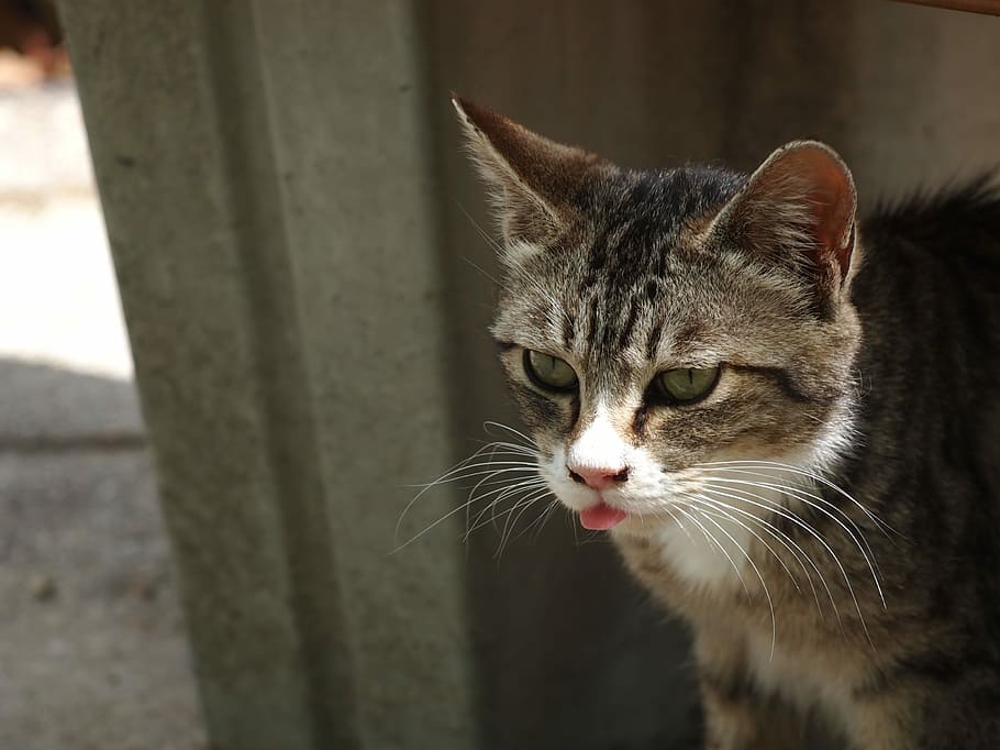 Cat, Language, Animal, Face, Feline, cat face, cat head, domestic cat HD wallpaper