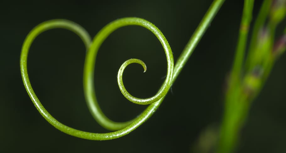 mustache, peas, macro, green color, no people, tendril, close-up HD wallpaper