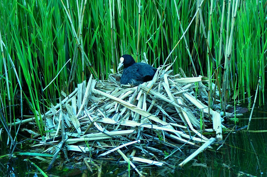 bird, water fowl, coot, nest, nesting, water's edge, rushes
