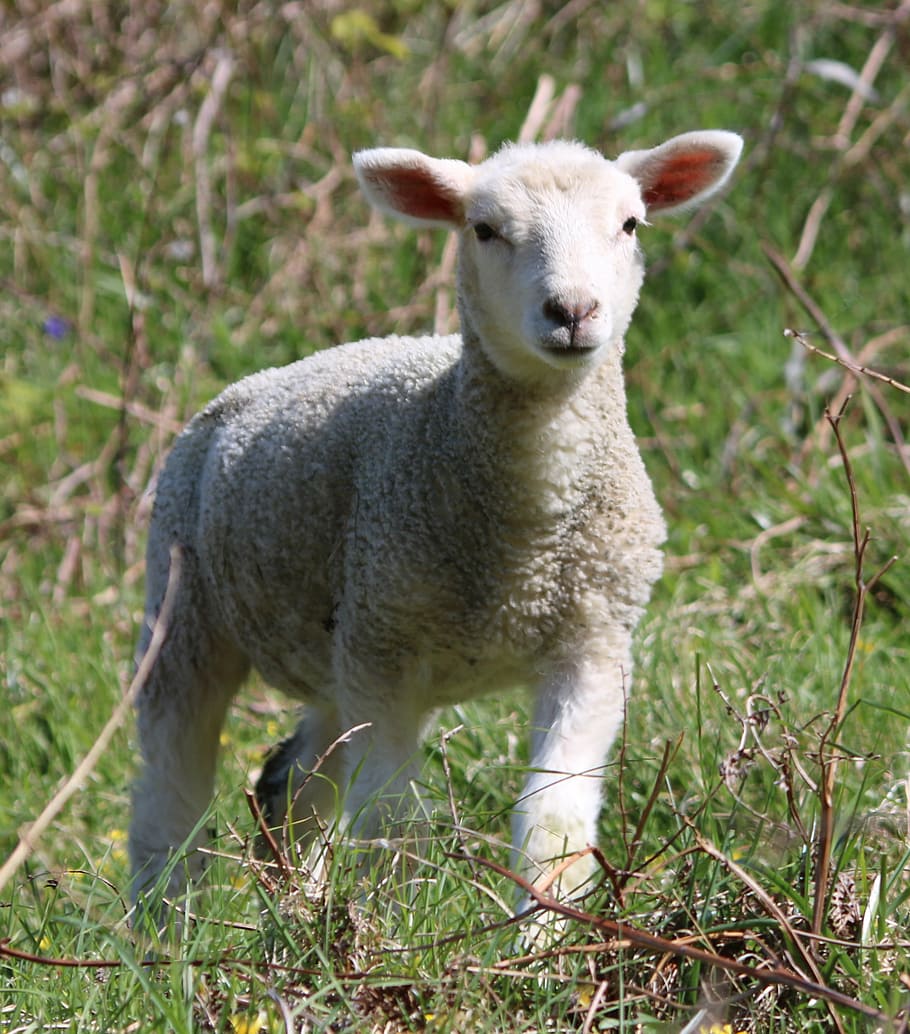 HD wallpaper: photo of white lamb, sheep, field, farm, agriculture ...