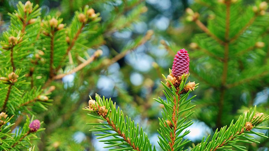 spring, spruce, bloom, branch, tree, closeup, plant, growth HD wallpaper