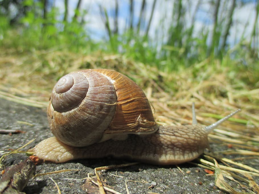 snail, shell, crawl, slowly, animal, animal wildlife, animal themes HD wallpaper