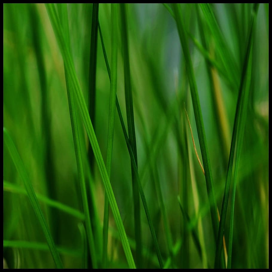 Grass, Stone, Grasses, Reed, Plant, green, nature, green Color HD wallpaper