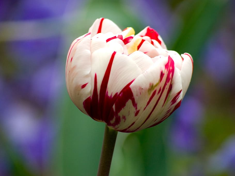 tulip, flower, macro, fragility, vulnerability, freshness, plant HD wallpaper