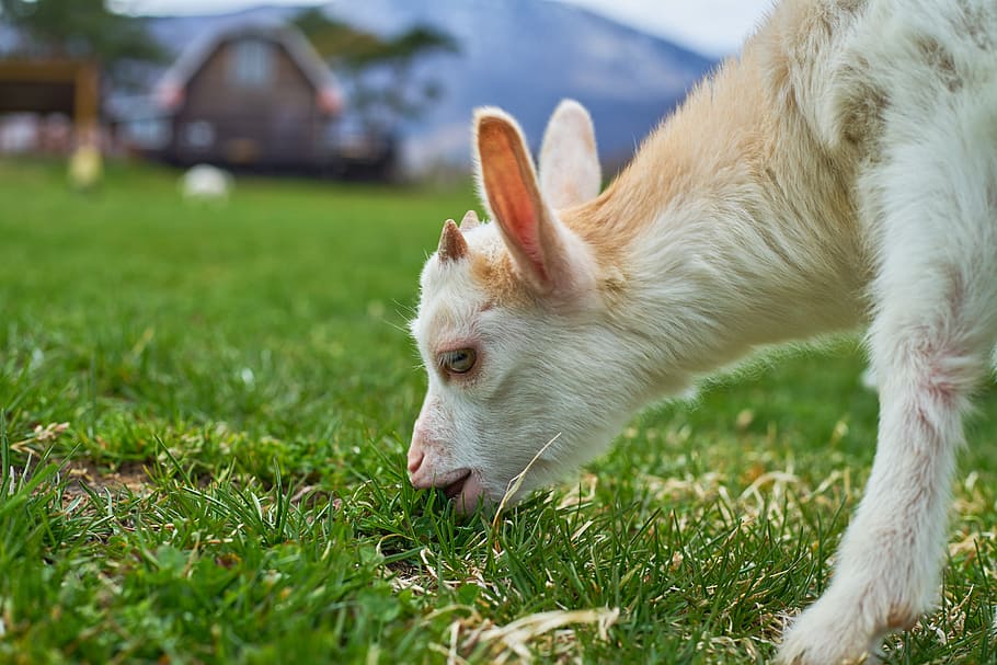 Goat, Ranch, Diet, Grass, Green, one animal, domestic animals HD wallpaper