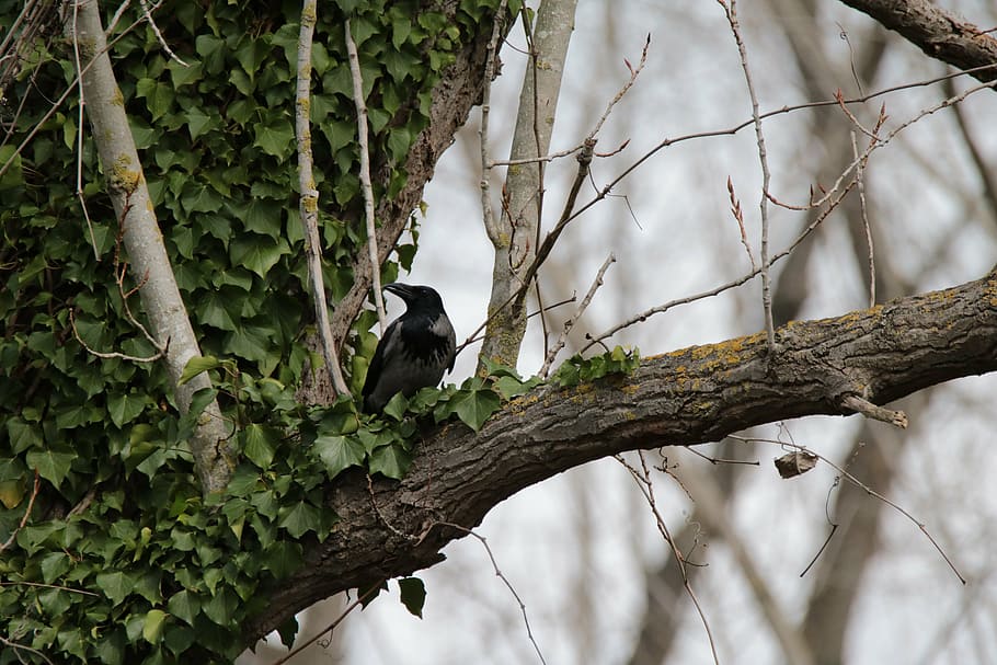 crow, bird, nature, forest, wildlife, animal, branch, tree HD wallpaper
