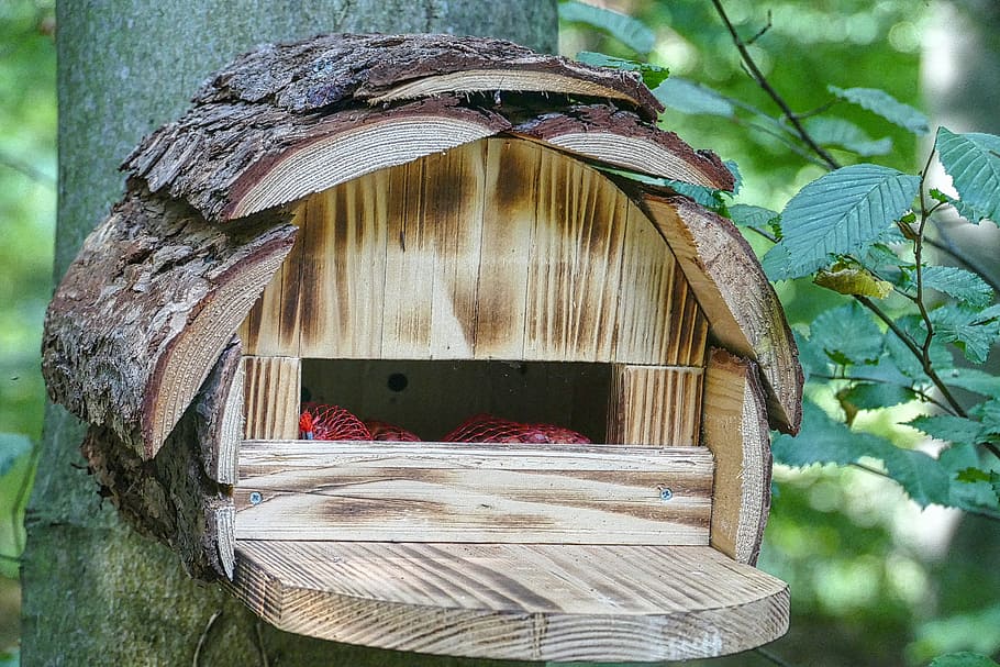 brown wooden bird house on tree, aviary, bird feeder, interesting