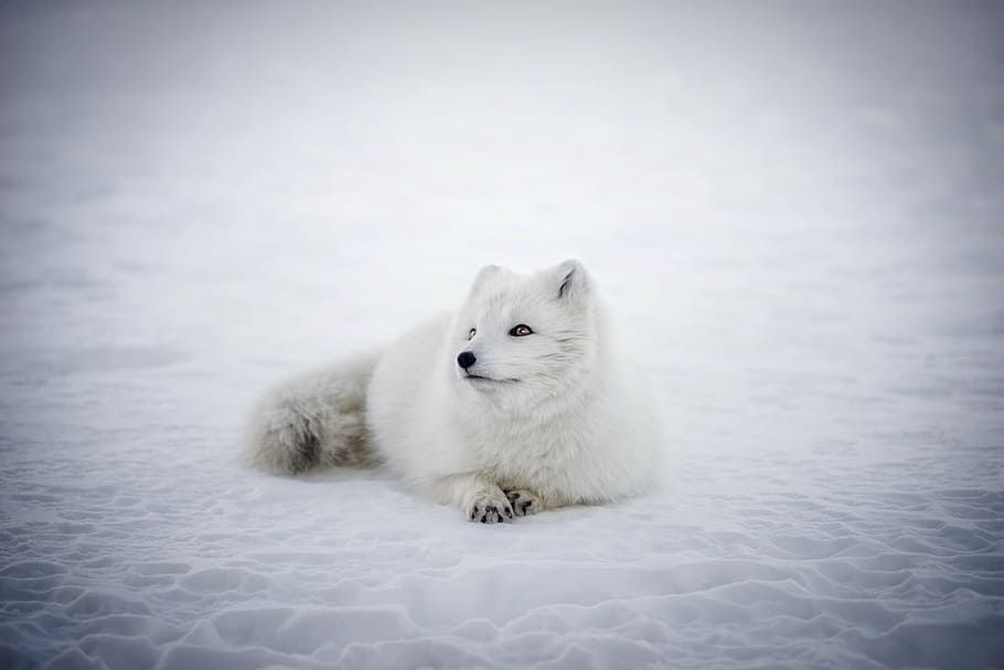 white animal prone lying on snowfield, iceland, arctic fox, wildlife
