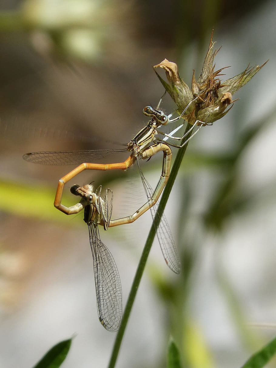 Dragonflies, Reproduction, Copulation, mating, insects mating HD wallpaper