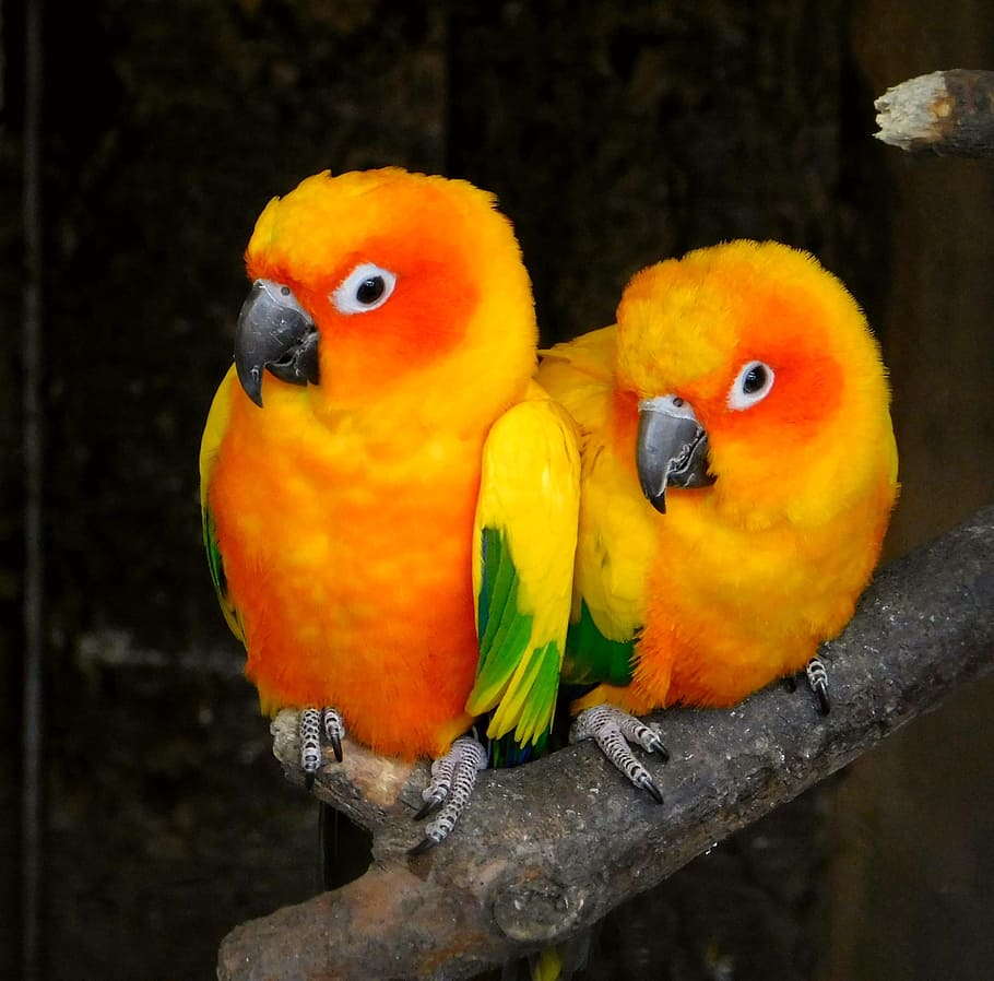 two parakeets perching on branch, parrots, torque, bird, colorful, HD wallpaper