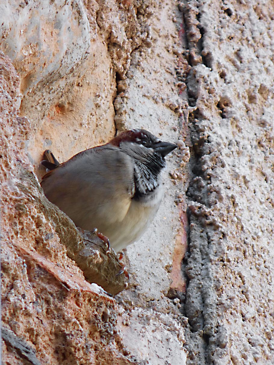 Sparrow, Bird, Wall, Lookout, one animal, animal wildlife, rock - object HD wallpaper