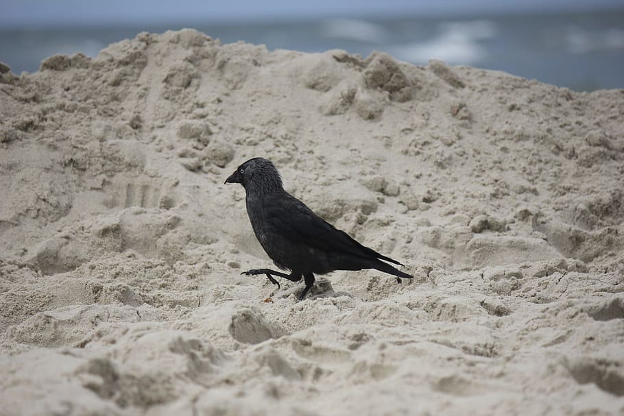 Raven, Crow, Bird, Beach, Sand, sea, one animal, nature, animals in the wild HD wallpaper
