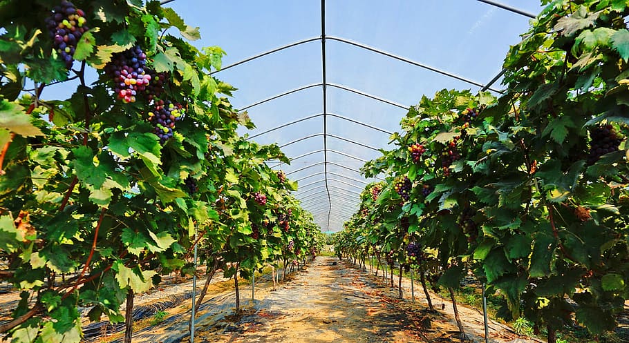Natural, Fruit, Grape, agriculture, growth, food and drink HD wallpaper