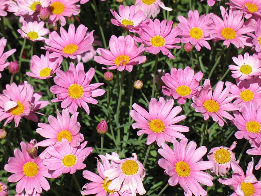 Daisies, Flower, Pink, Close, Blossom, plant, container plant HD wallpaper