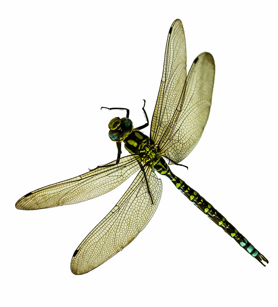 green and black dragonfly, insect, close, macro, wing, demoiselle HD wallpaper