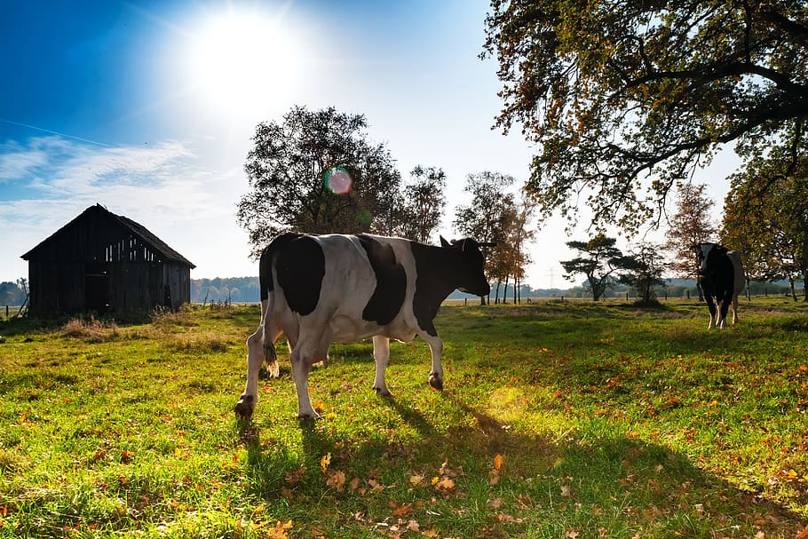 Cows, Back Light, Meadow, Hut, green, horse, domestic animals HD wallpaper
