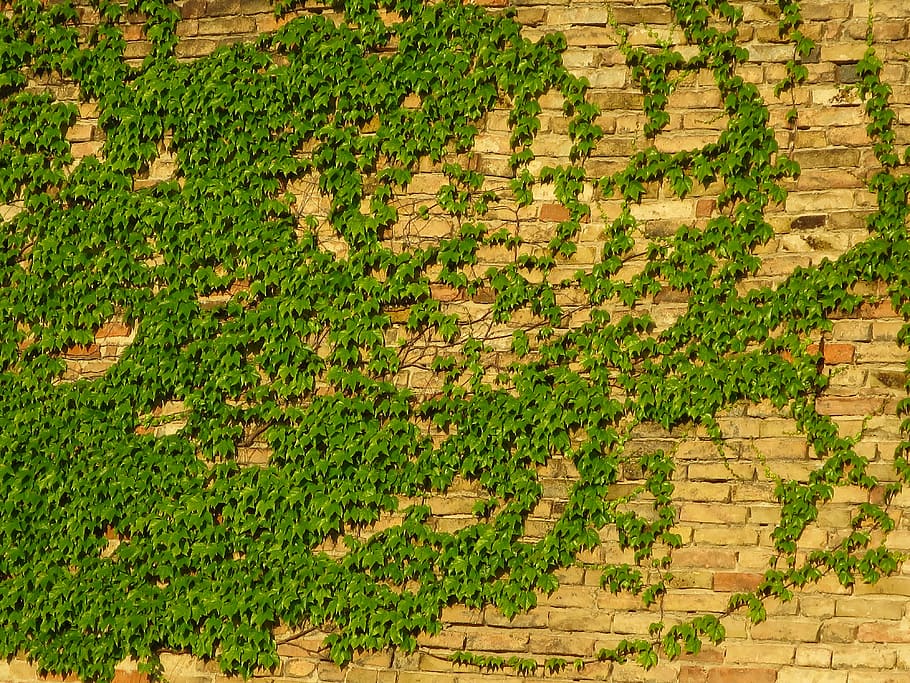 wall, amber, brick, green, bush, backgrounds, pattern, plant HD wallpaper