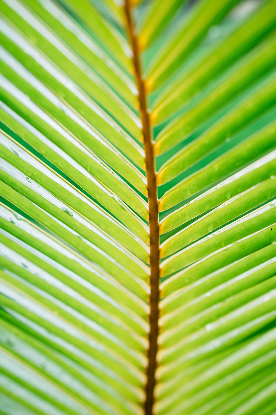 green linear leaf plant, closeup photo of green leaf, ast, structure, HD wallpaper