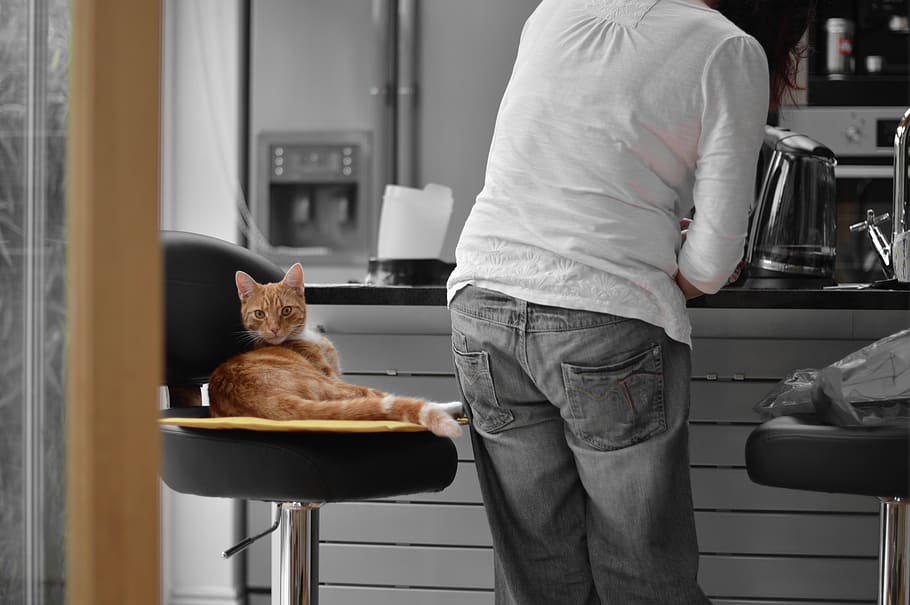 ginger, cat, kitchen, white, tabby, stool, eating, beautiful woman HD wallpaper