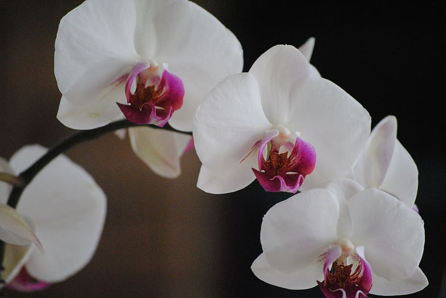 selective focus photography of white petaled flowers, orchids HD wallpaper