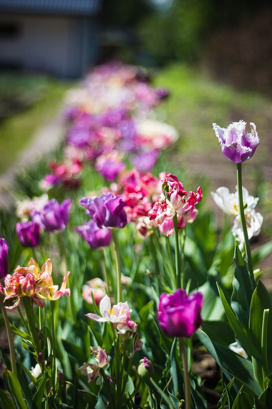 Close Up Photography of Purple and Pink Petaled Flowers, bloom HD wallpaper