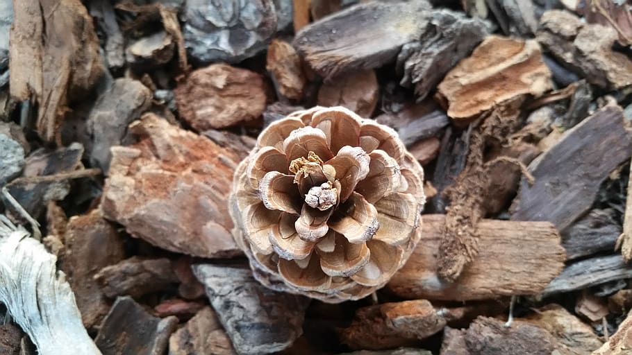 desktop, background, pine cone, bark, brown, close-up, nature HD wallpaper